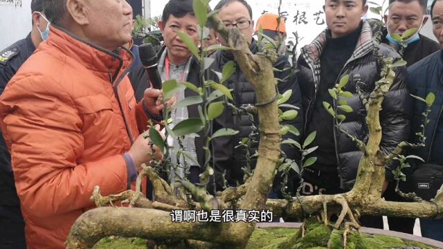 如何培养中国第一棵雨淋式金豆盆景,刘传刚老师的讲解,句句经典