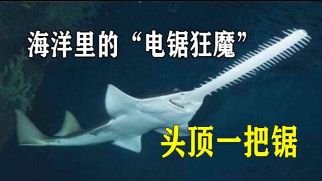 “电锯狂魔”锯鳐,头顶一把利刃,活了5600万年的海洋最强剑客