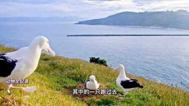 信天翁的迷惑行为