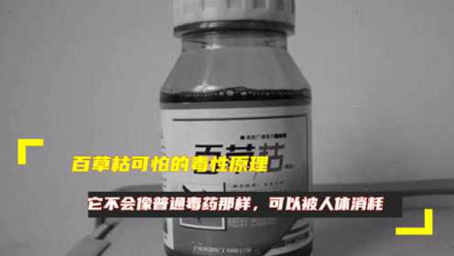 百草枯可怕的毒性原理,它不会像普通毒药那样,可以被人体消耗