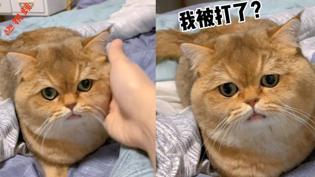 铲屎官变着法“殴打”小猫咪,猫猫表情一脸懵:我这是被打了?