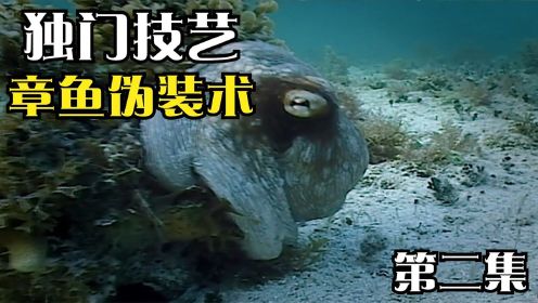 动物独门技艺大揭秘：拟态章鱼不仅能隐身，还切换形态逃生和捕猎