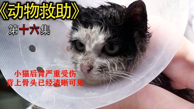 救助后背受伤的小猫