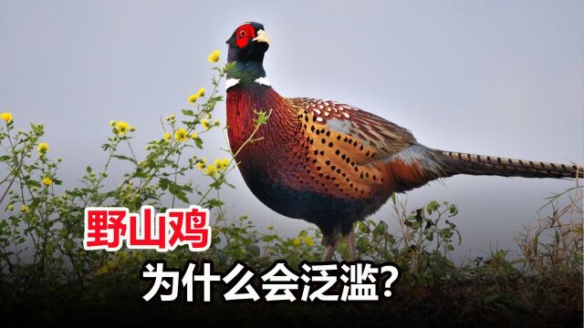 农村的野山鸡,为什么越来越多?看完千万别嘴馋