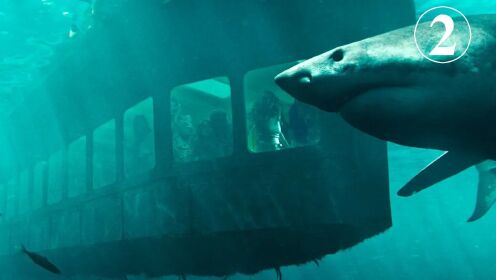 四个女孩为寻求刺激，在深海古墓潜水，却遭遇鲨鱼的轮番攻击