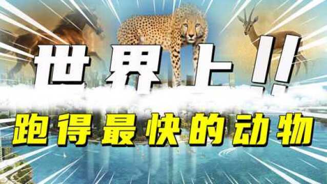 10种跑得快的动物,猎豹与方程式赛车100米赛跑,虽败犹荣!