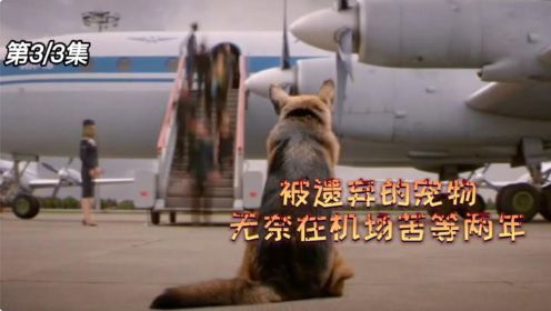 狗狗被主人丢弃在机场，最终却重新选择了主人！（下）