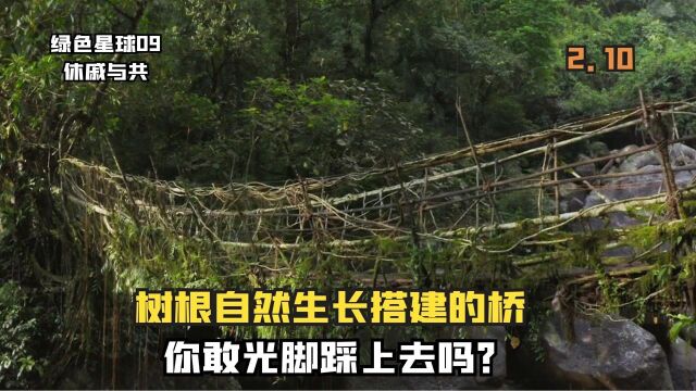 植物与人类的合作有多密切?用树根搭建的桥,竟成了卡西族的生命线