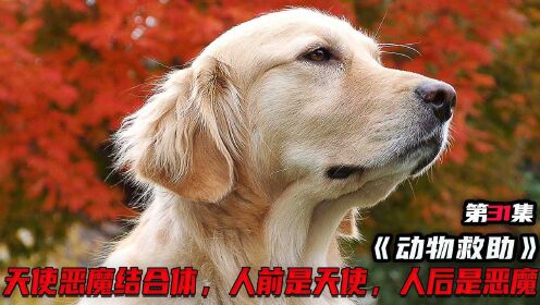 [图]天使和恶魔双重面孔，人前天使人后恶魔，教你怎么训练恶魔犬