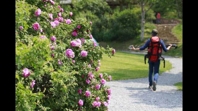 大连英歌石植物园五月图片随手拍(2021.5)