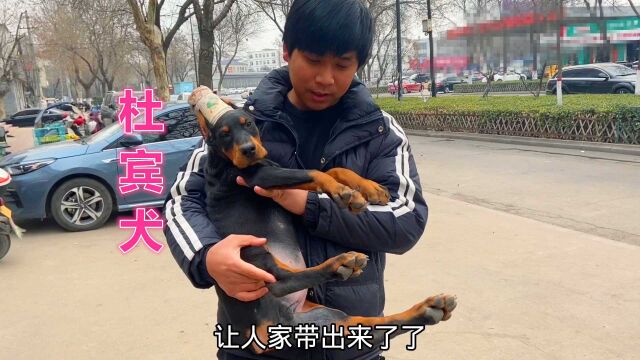 年前接的寻宠委托,苦寻多日终于找到!这冷门犬杜宾也太帅了吧!