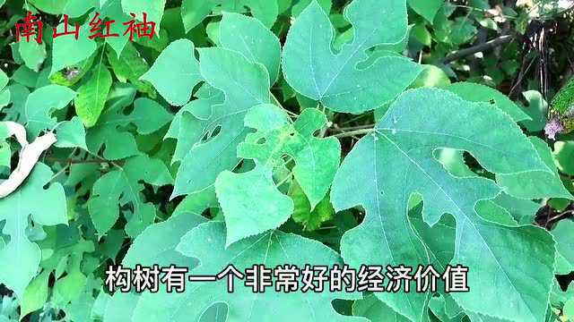 农村常见的构树叶是个“宝”,原来有这么好的价值?遇见记得摘回家