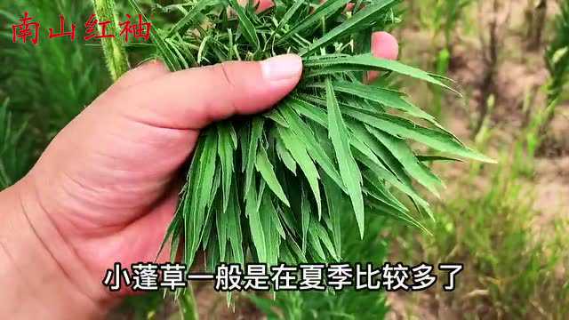 小蓬草也能当野菜吃?别吃惊,看视频你就知道答案了