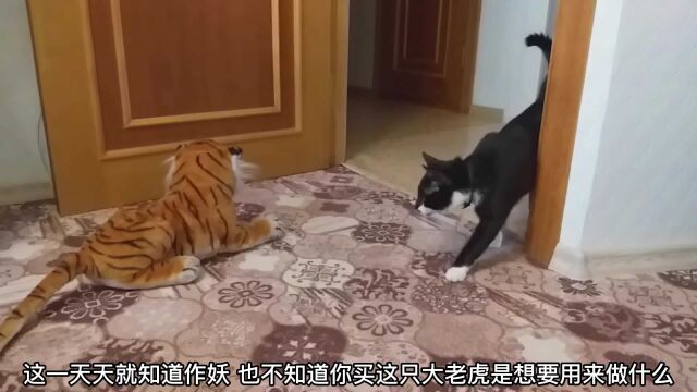 老虎和猫咪放在一起会有什么反应,猫会跑吗