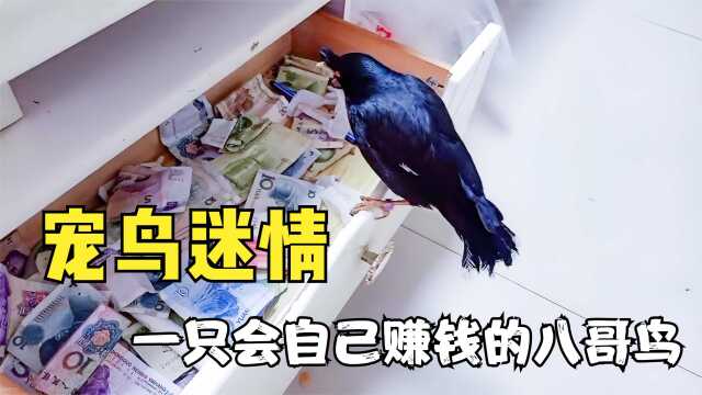 宠鸟迷情:一只出门遛弯会往家里叼钱的八哥,网友:好想养一只