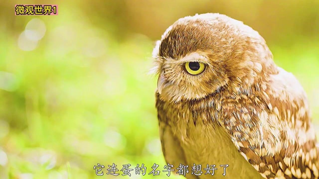动物世界有趣的故事_腾讯视频