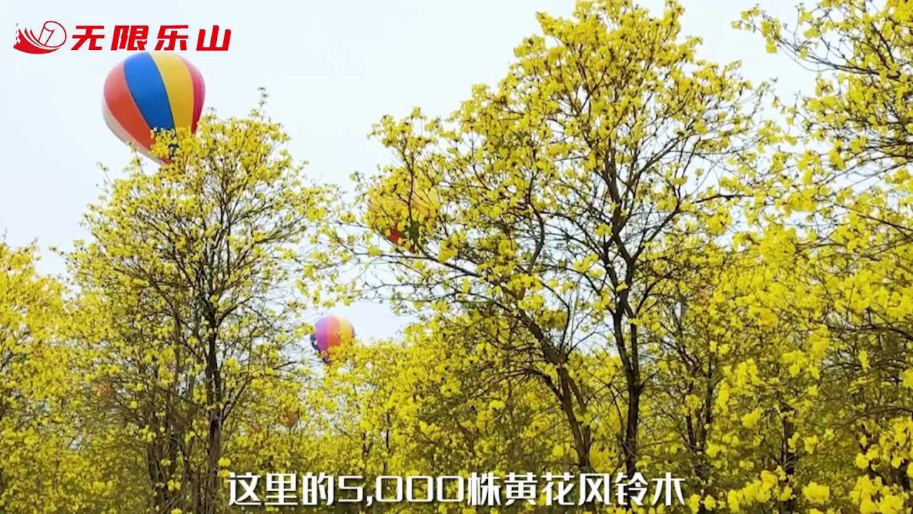 春光·诱惑—水口镇龙窝村:5000株黄花风铃木绽放!
