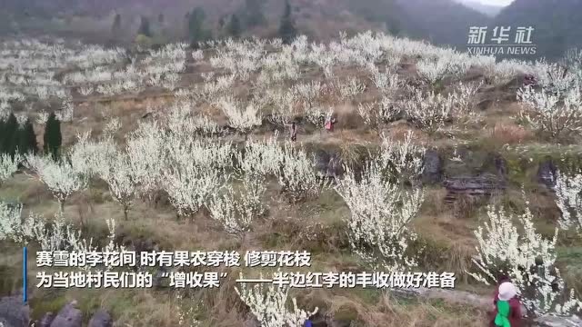 重庆酉阳:半边红李花开 武陵山色赛雪