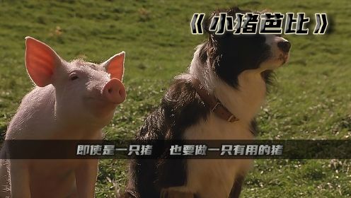 这是一头有梦想的猪，奇幻电影《小猪宝贝》