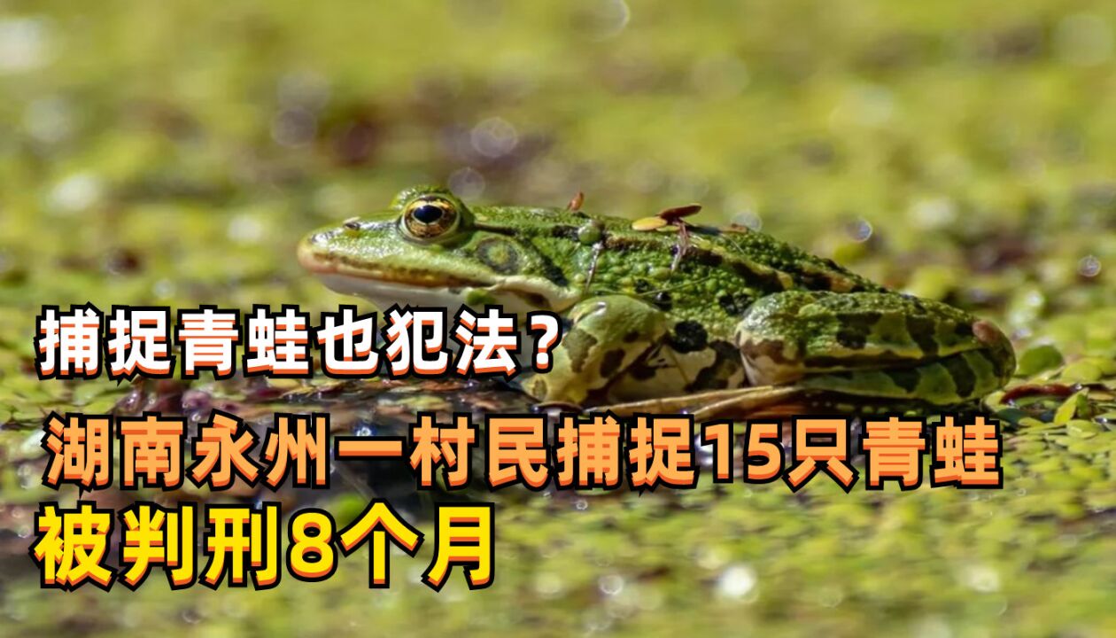 捕捉青蛙也犯法?湖南永州一村民捕捉15只青蛙,被判刑8个月