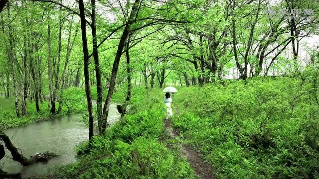 只此青绿,楠溪枫林网红滩林已是醉美时!来这个“绿野仙踪”做一回野孩子吧!