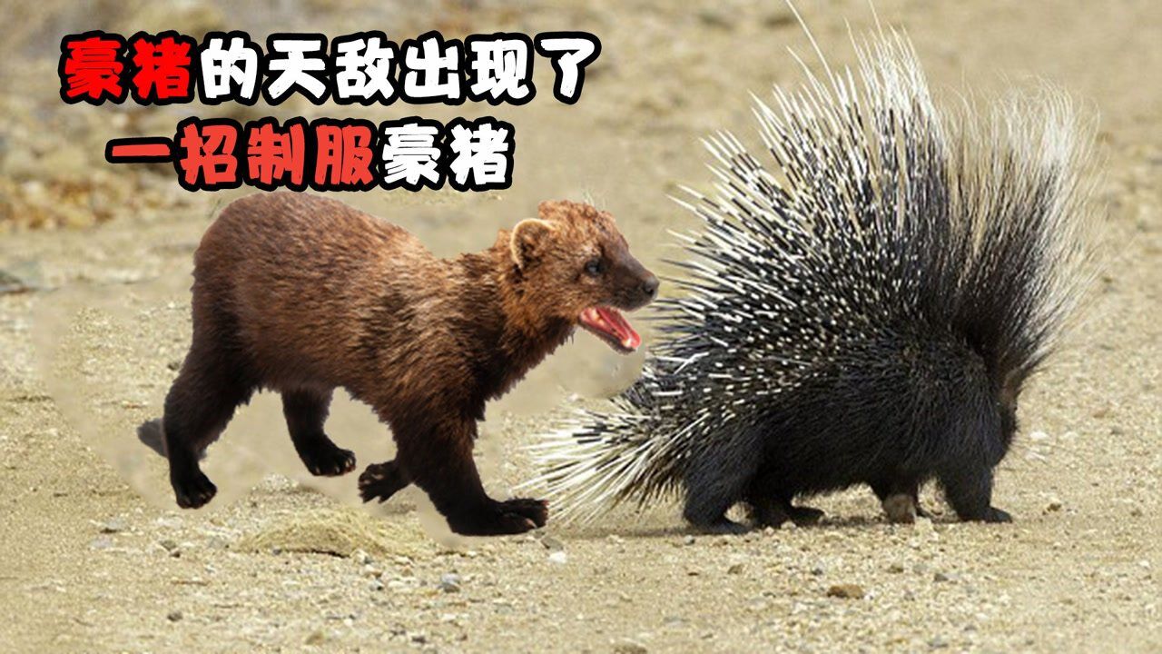 豪猪的天敌出现了,一招制服豪猪,看它如何高智商捕杀豪猪