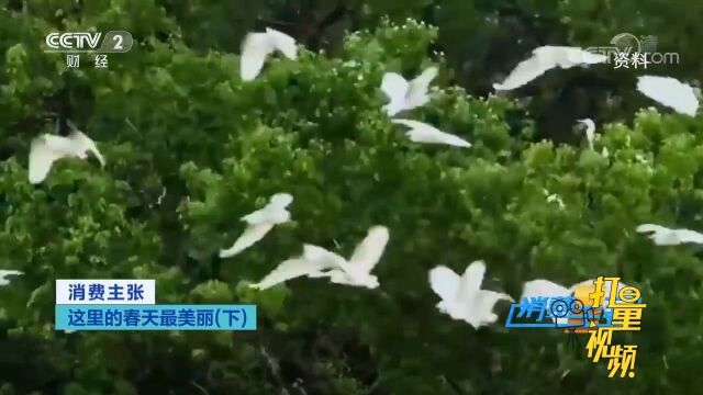 四川浦江在农田里发展旅游业,丑柑、浦江雀舌茶最有名