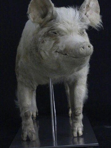 "猪坚强"标本将于今年5月12日前对外展出