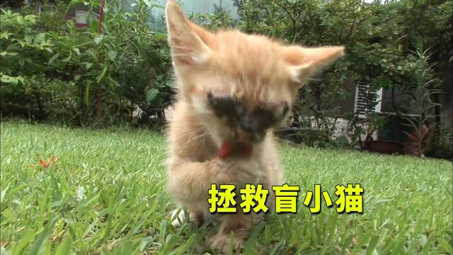 小猫眼睛十分可怕,整个被糊住,好心人决定营救它