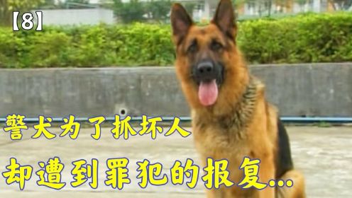 警犬得罪了小混混，没想到遭遇小混混的下毒，这下惨了...