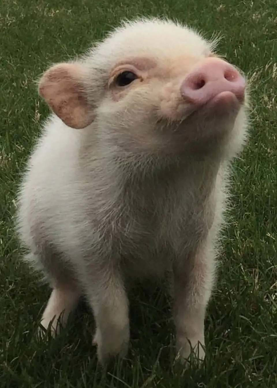 欧洲研究人员破译猪的叫声:通常以短促叫声表达正面情绪