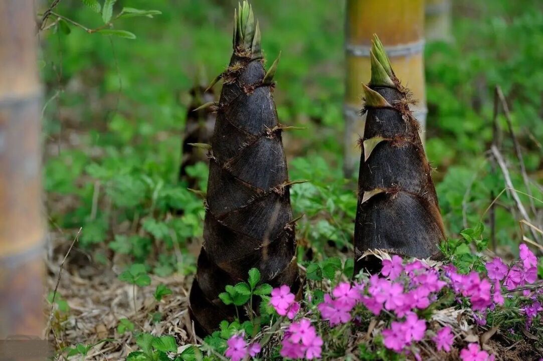 天航全自动生态定位观测站近期监测到雨后春笋萌发!