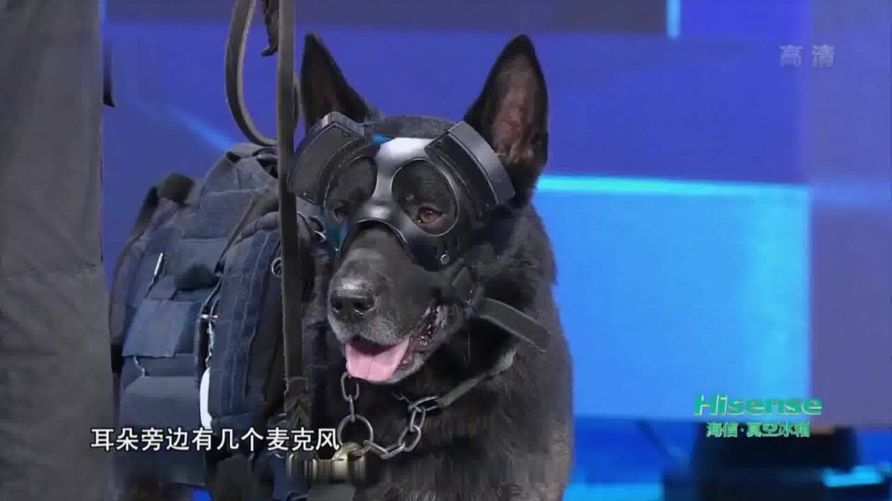 高科技警犬"天狼"来袭,现场搜索危险物品,快来看看!