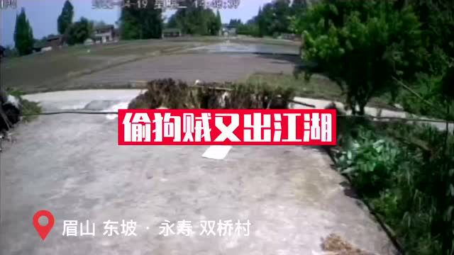 警惕!眉山乡坝头又现偷狗贼!