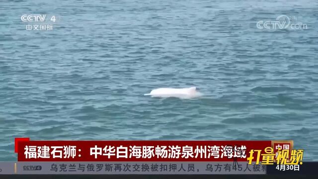 福建石狮:中华白海豚畅游泉州湾海域