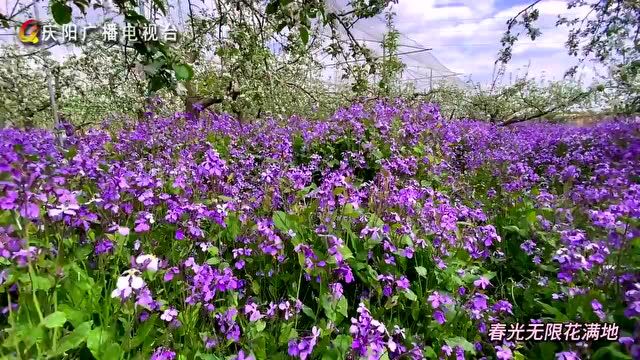 春光正好 我在这里等你︱春光无限花满地