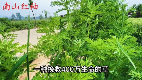 植物青蒿别名“黄花蒿”,一种挽救400万生命的草,到底有啥珍贵_高清1080P在线观看平台_腾讯视频
