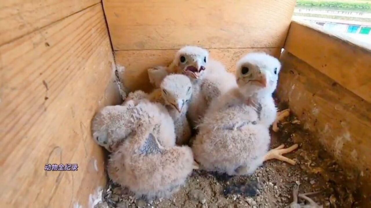 红隼在窗台前的木盒里,繁育出4只幼崽,我给它们提供了食物帮助