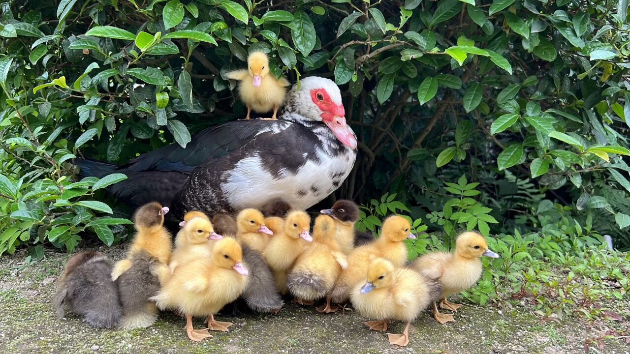 小番鸭都带丢了一只,鸭妈妈还到处乱跑