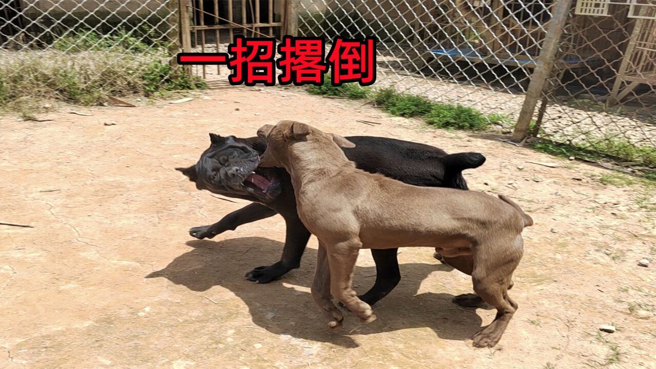 卡斯罗犬与比特犬谁厉害,猛犬对决立分高下