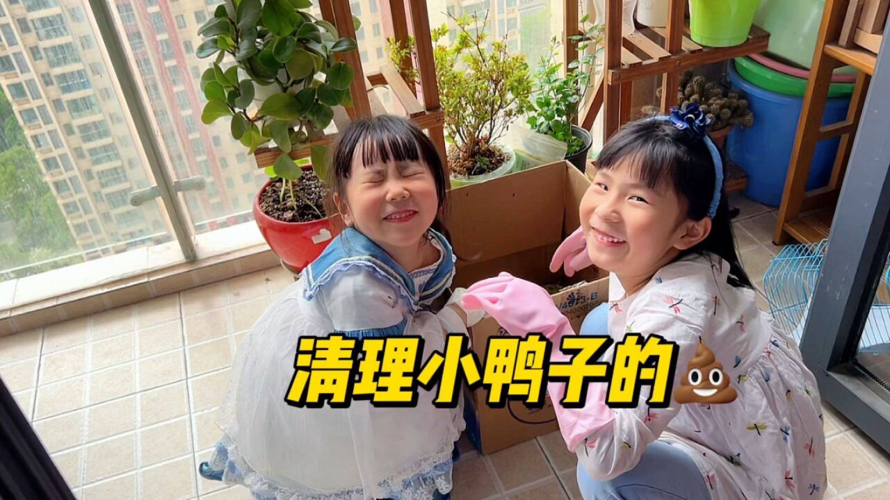 姐姐帮同学照顾小鸭好开心,但是清理便便的时候姐妹俩突然沉默了