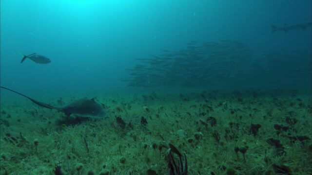 海底海浪深海高清素材 (4)