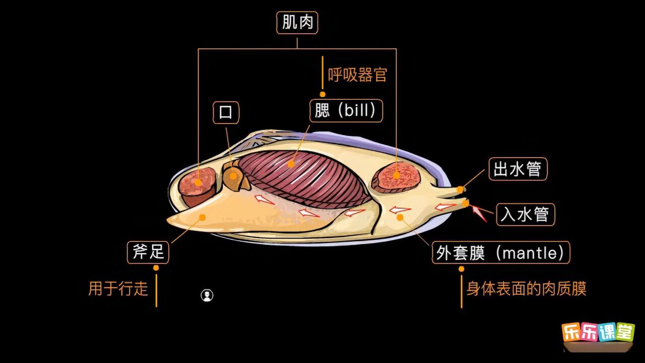 第21集 軟體動物_高清1080p在線觀看平臺_騰訊視頻