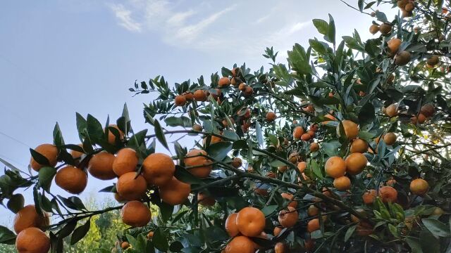 高山蜜橘素材10