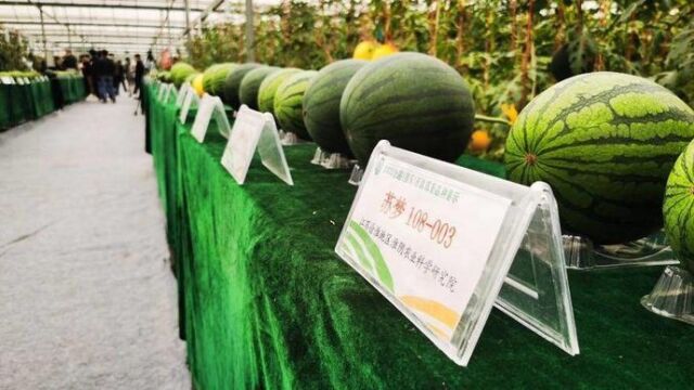 果然视频|外形的较量、口味的交锋!653个西甜瓜品种同台打擂