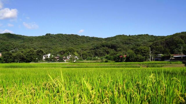 稻田 乡间 天空 山 视频素材 实拍视频