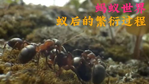 蚂蚁世界：林蚁，这是世界最大的超级蚁群