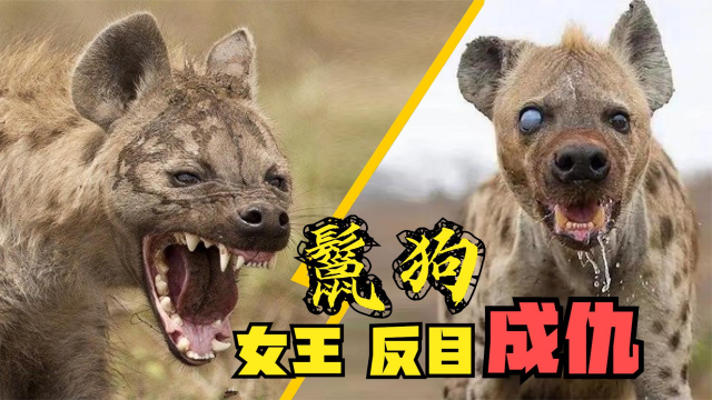 鬣狗大战鬣狗,非洲二姐反目成仇,争夺"女王"之位