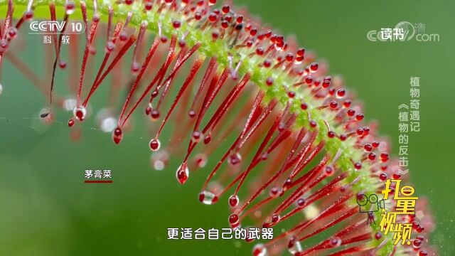 吃虫子的植物“茅膏菜”,叶子长得晶莹剔透,专门捕食小虫