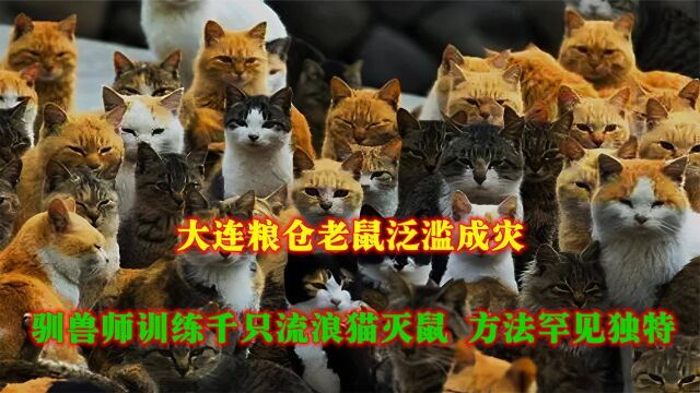 大连粮仓老鼠泛滥成灾,驯兽师训练千只流浪猫灭鼠,方法罕见独特